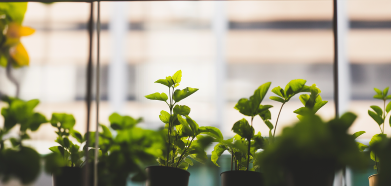 Foto de pequenas plantas verdes crescendo em vasos, posicionadas em frente a uma janela de vidro com um fundo desfocado de prédios urbanos. A luz natural ilumina as folhas, destacando o contraste entre o verde vibrante das plantas e o ambiente urbano ao fundo, simbolizando sustentabilidade e crescimento em meio ao ambiente corporativo.