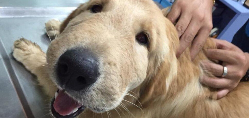 o que meu cachorro me ensinou sobre comunicação